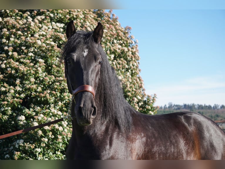 PRE Gelding 5 years 16 hh in Ourense