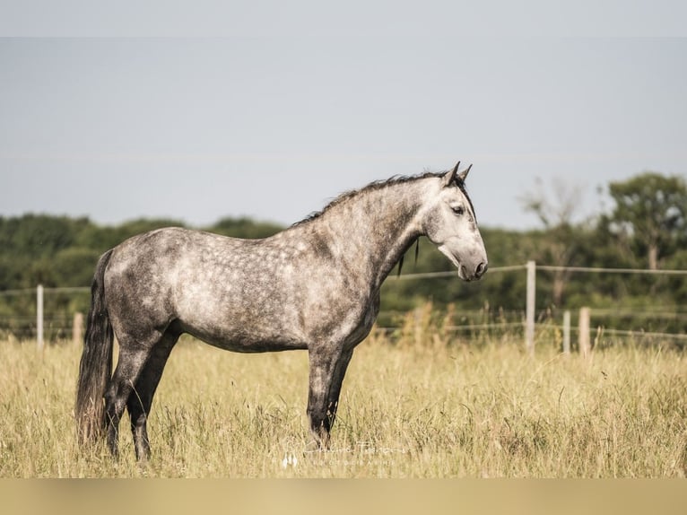 PRE Mix Gelding 5 years 16 hh Gray-Dapple in Simmern