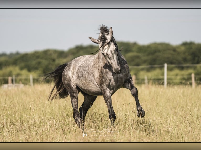PRE Mix Gelding 5 years 16 hh Gray-Dapple in Simmern