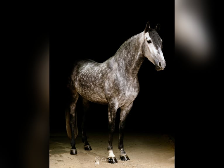 PRE Mix Gelding 5 years 16 hh Gray-Dapple in Simmern