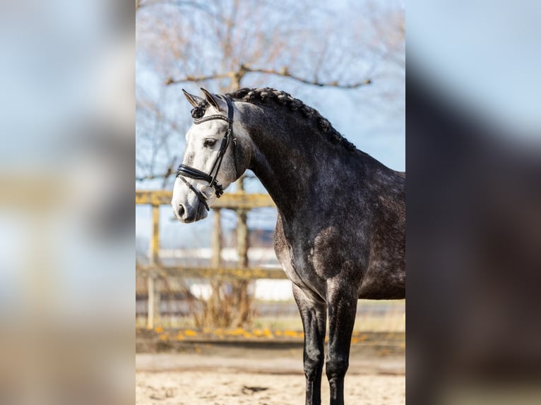 PRE Mix Gelding 5 years 16 hh Gray in Sm