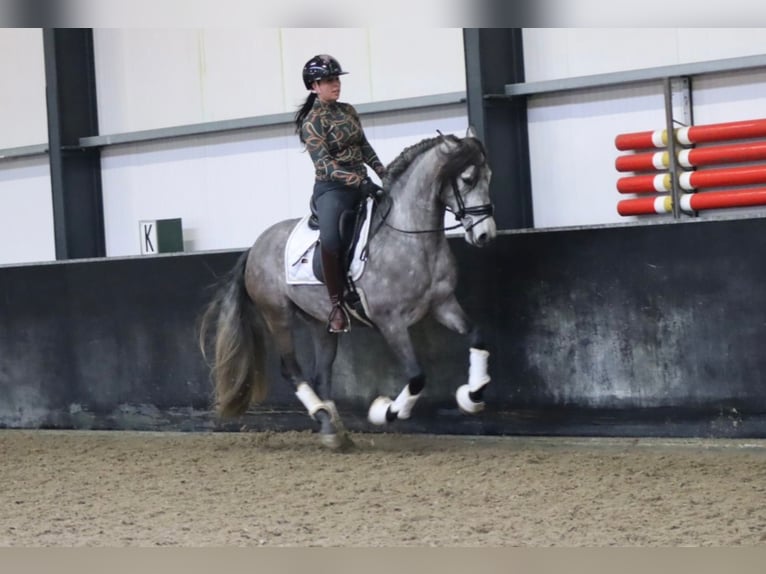 PRE Mix Gelding 5 years 16 hh Gray in Sm