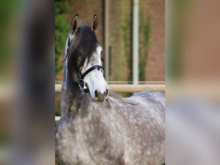 PRE Mix Gelding 5 years 16 hh Gray in Sm