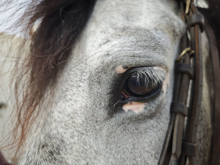 PRE Mix Gelding 5 years 16 hh Gray in Vejer de la Frontera