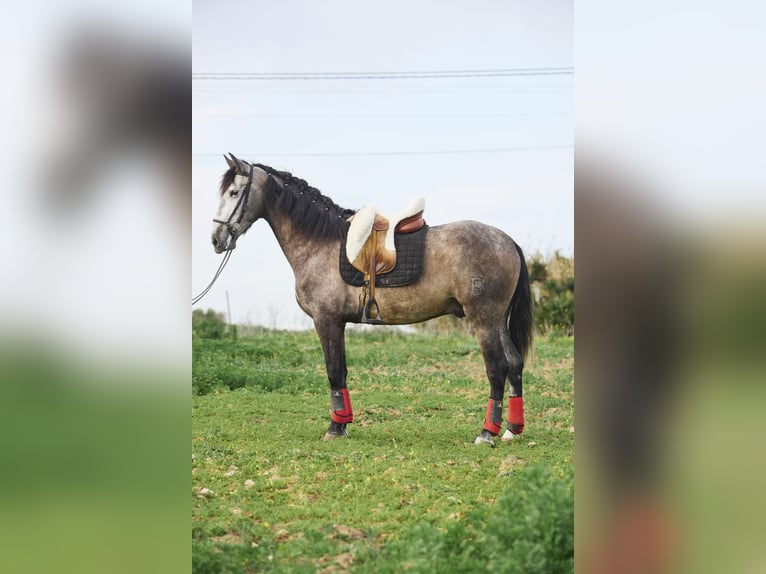 PRE Mix Gelding 5 years 16 hh Gray in Vejer de la Frontera