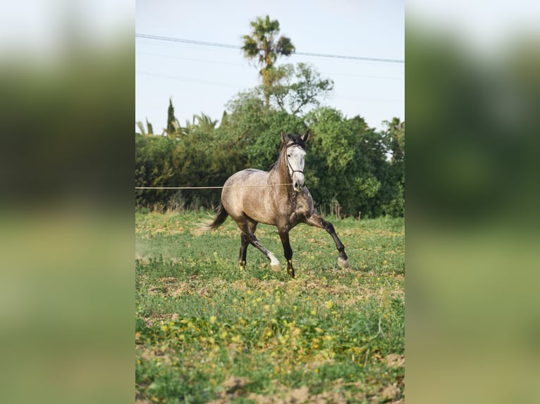 PRE Mix Gelding 5 years 16 hh Gray in Vejer de la Frontera
