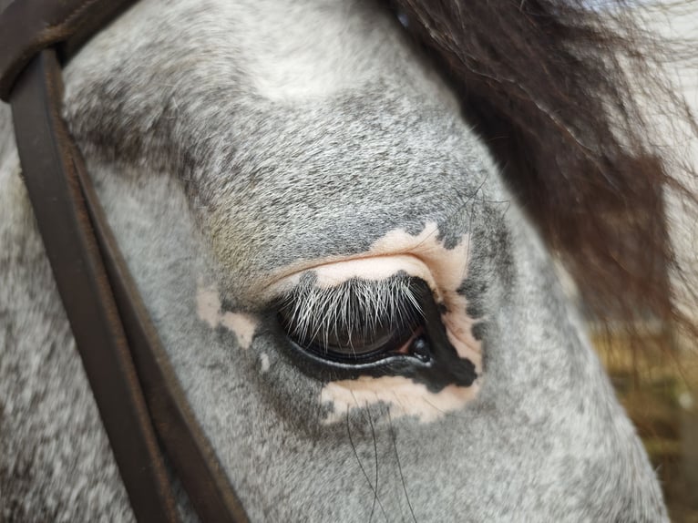 PRE Mix Gelding 5 years 16 hh Gray in Vejer de la Frontera