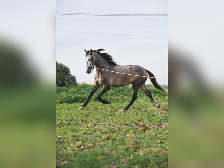 PRE Mix Gelding 5 years 16 hh Gray in Vejer de la Frontera