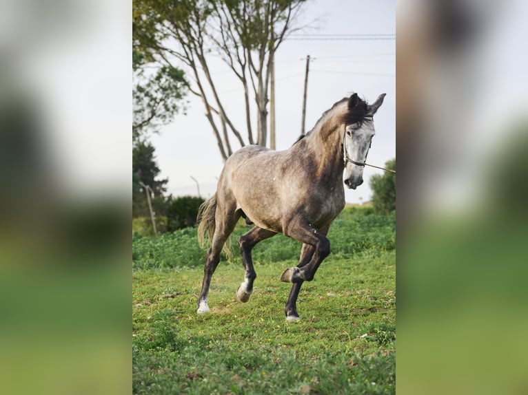 PRE Mix Gelding 5 years 16 hh Gray in Vejer de la Frontera