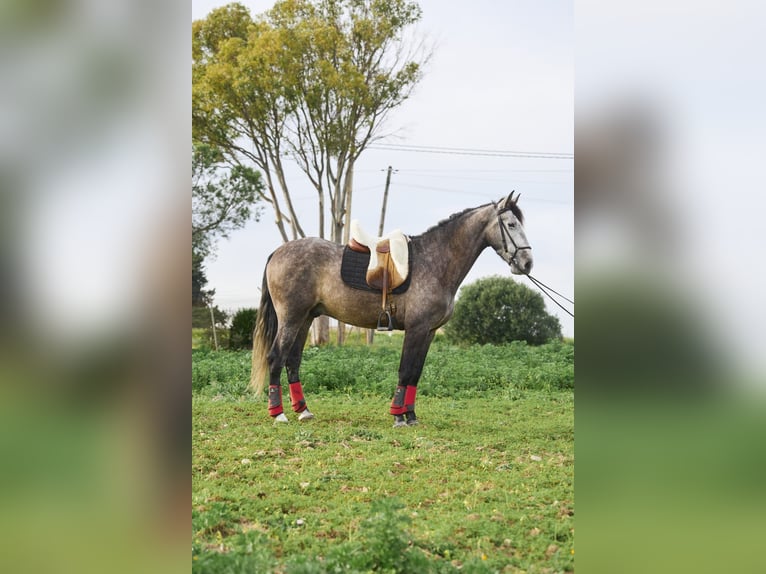 PRE Mix Gelding 5 years 16 hh Gray in Vejer de la Frontera