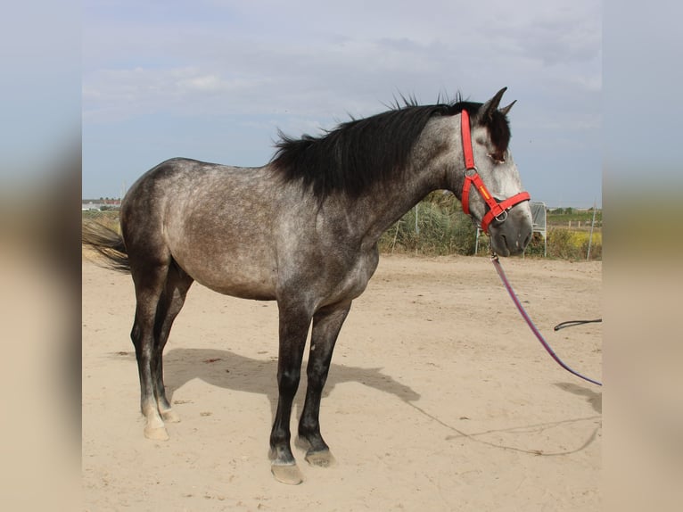 PRE Mix Gelding 5 years 16 hh Gray in Vejer de la Frontera