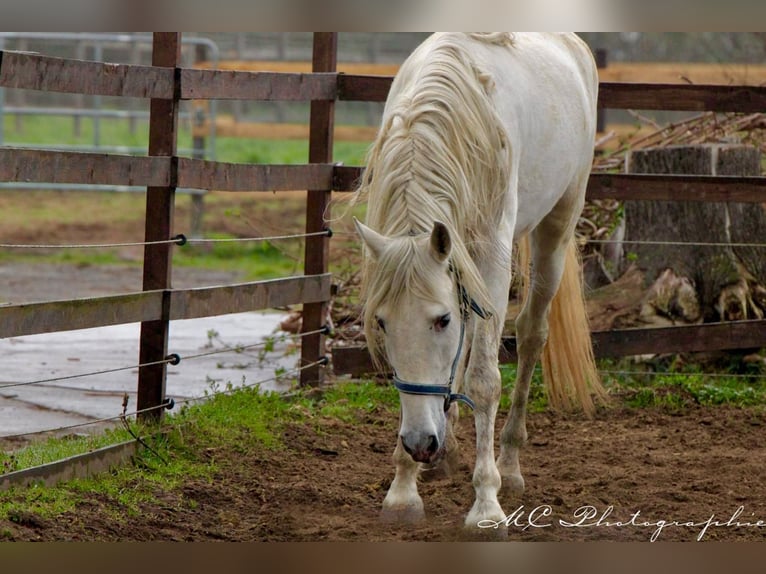 PRE Gelding 5 years 16 hh Gray in Polenz