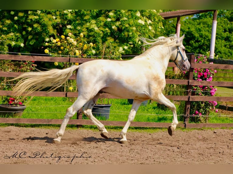 PRE Gelding 5 years 16 hh Gray in Polenz