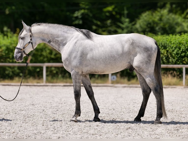 PRE Mix Gelding 5 years 16 hh Gray in Neustadt (Wied)
