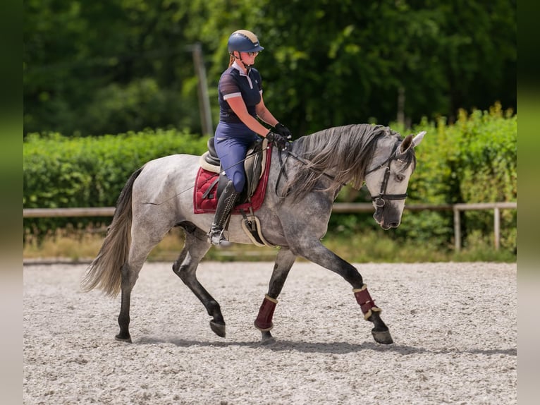 PRE Mix Gelding 5 years 16 hh Gray in Neustadt (Wied)