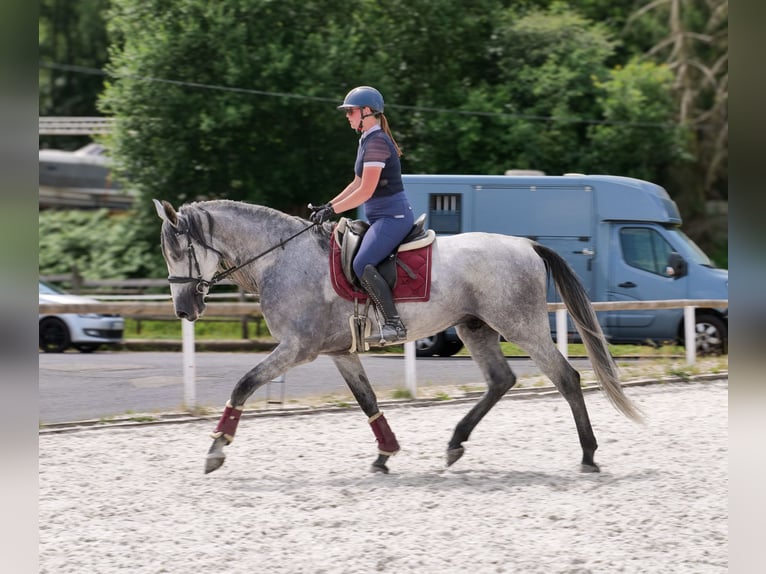PRE Mix Gelding 5 years 16 hh Gray in Neustadt (Wied)