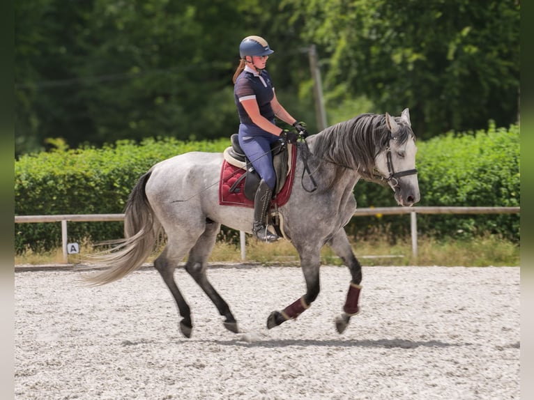 PRE Mix Gelding 5 years 16 hh Gray in Neustadt (Wied)