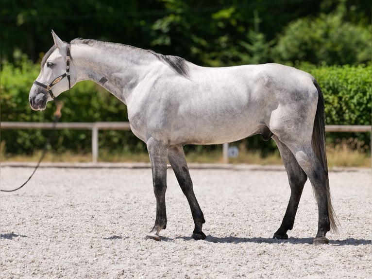 PRE Mix Gelding 5 years 16 hh Gray in Neustadt (Wied)