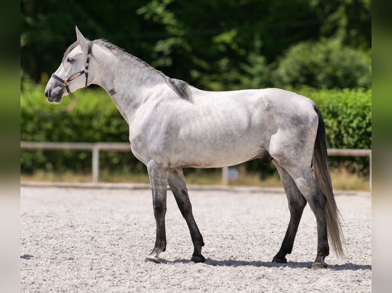 PRE Mix Gelding 5 years 16 hh Gray in Neustadt (Wied)
