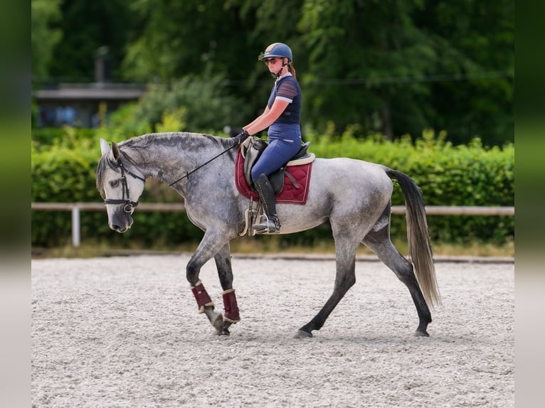 PRE Mix Gelding 5 years 16 hh Gray in Neustadt (Wied)
