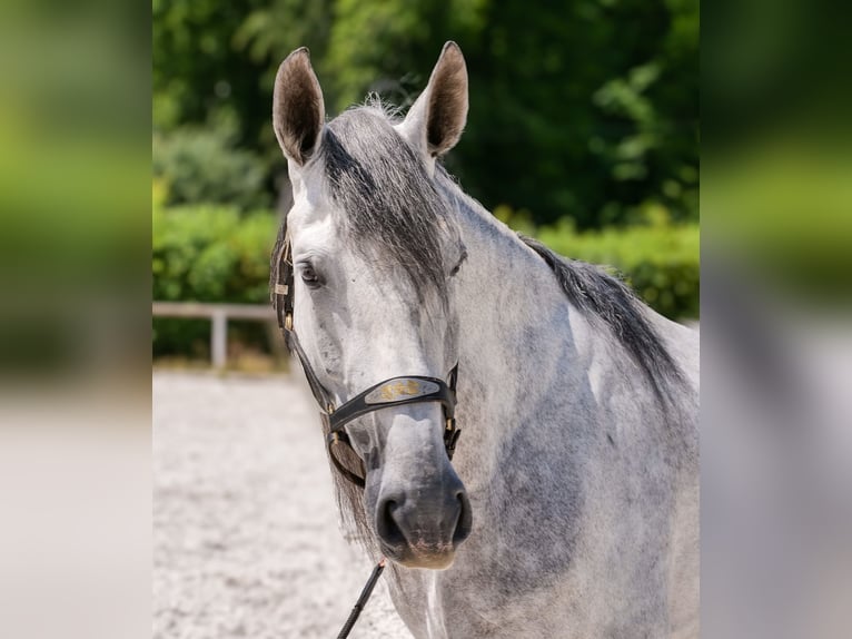 PRE Mix Gelding 5 years 16 hh Gray in Neustadt (Wied)
