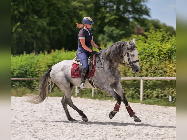 PRE Mix Gelding 5 years 16 hh Gray in Neustadt (Wied)