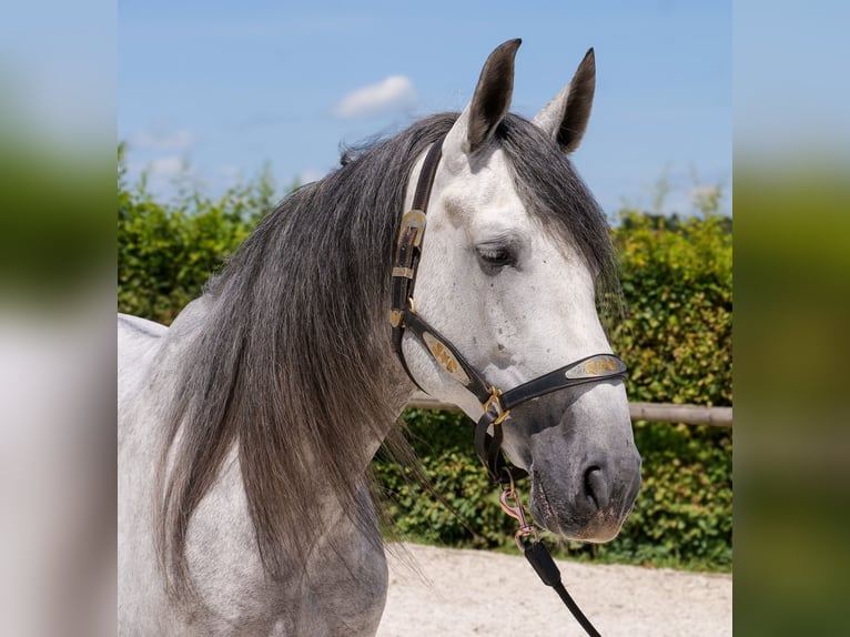PRE Mix Gelding 5 years 16 hh Gray in Neustadt (Wied)