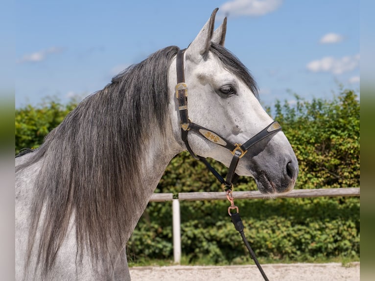 PRE Mix Gelding 5 years 16 hh Gray in Neustadt (Wied)