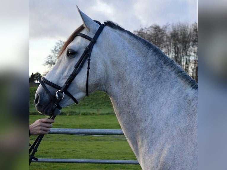 PRE Mix Gelding 5 years 16 hh Gray in D&#xFC;sseldorf