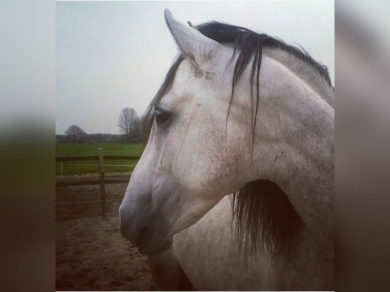 PRE Mix Gelding 5 years 16 hh Gray in D&#xFC;sseldorf