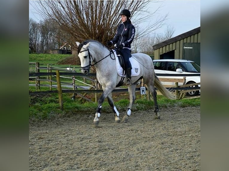 PRE Mix Gelding 5 years 16 hh Gray in D&#xFC;sseldorf