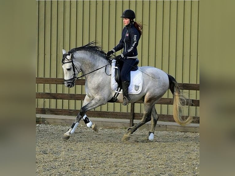 PRE Mix Gelding 5 years 16 hh Gray in D&#xFC;sseldorf