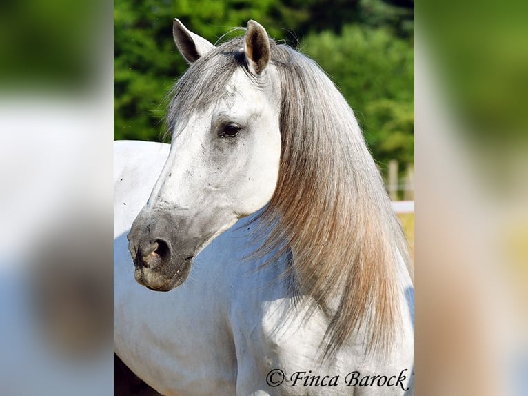 PRE Mix Gelding 5 years 16 hh Grey in Wiebelsheim