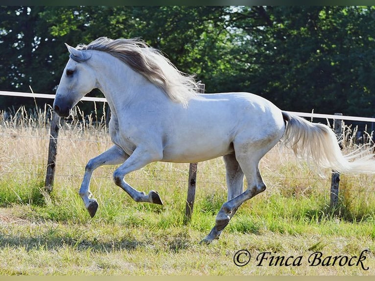 PRE Mix Gelding 5 years 16 hh Grey in Wiebelsheim