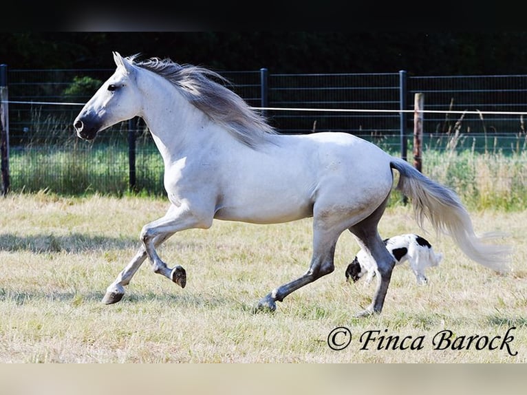PRE Mix Gelding 5 years 16 hh Grey in Wiebelsheim