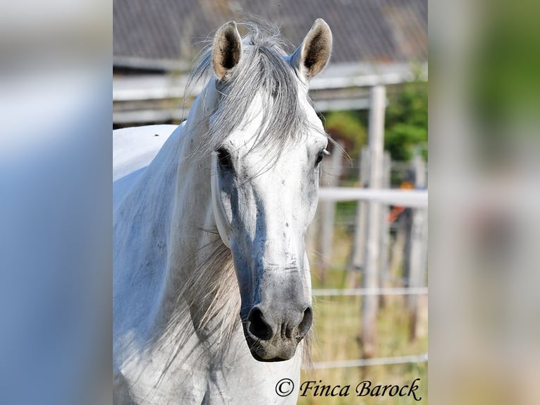 PRE Mix Gelding 5 years 16 hh Grey in Wiebelsheim
