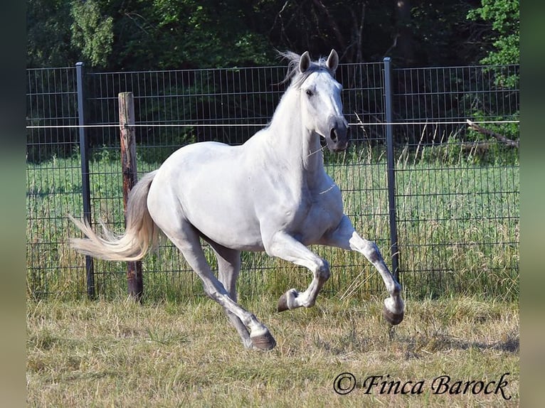 PRE Mix Gelding 5 years 16 hh Grey in Wiebelsheim
