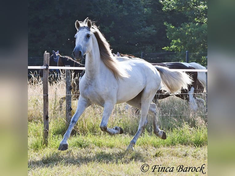 PRE Mix Gelding 5 years 16 hh Grey in Wiebelsheim