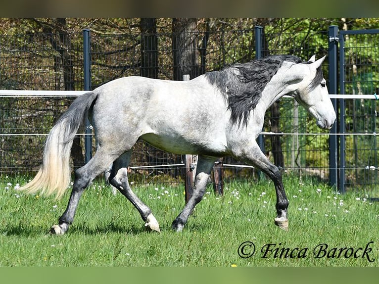 PRE Gelding 5 years 16 hh Grey in Wiebelsheim