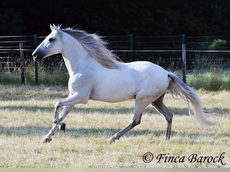 PRE Mix Gelding 5 years 16 hh Grey in Wiebelsheim
