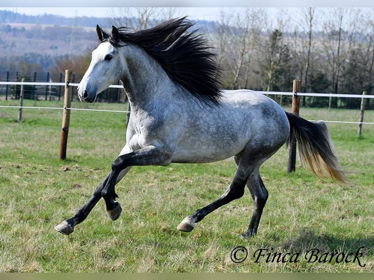 PRE Gelding 5 years 16 hh Grey in Wiebelsheim