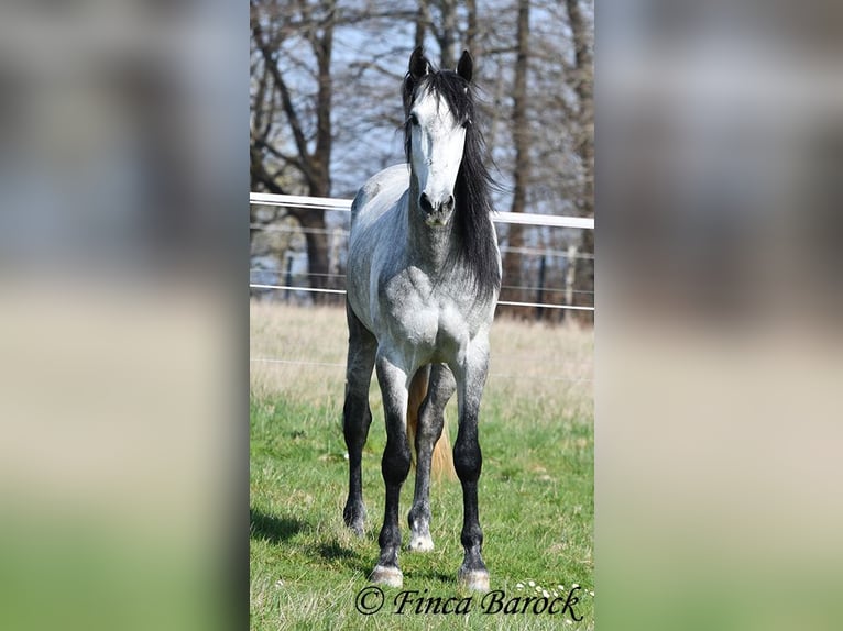 PRE Gelding 5 years 16 hh Grey in Wiebelsheim