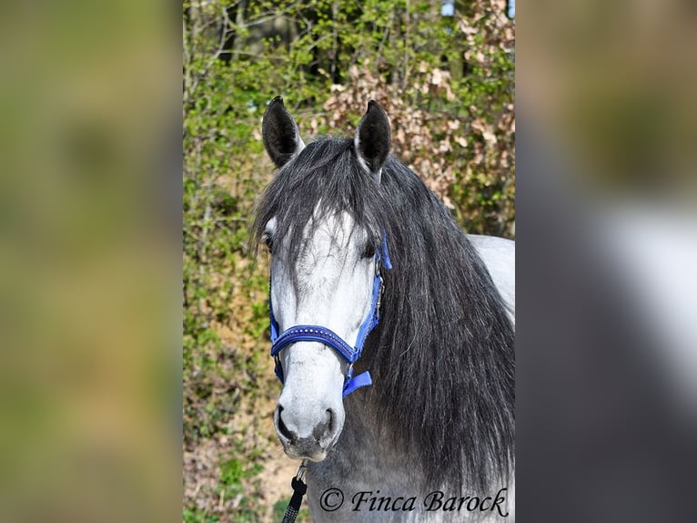 PRE Gelding 5 years 16 hh Grey in Wiebelsheim