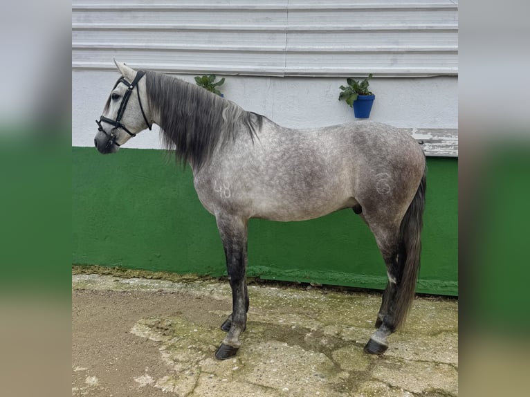 PRE Mix Gelding 5 years 16 hh Grey-Dapple in Cordoba