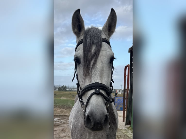PRE Mix Gelding 5 years 16 hh Grey-Dapple in Cordoba