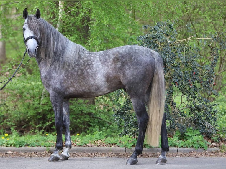 PRE Mix Gelding 5 years 16 hh Grey-Dapple in Niederkassel