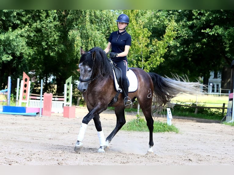 PRE Mix Gelding 5 years 16 hh Grey in Soltau