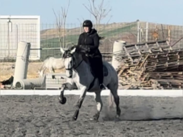 PRE Mix Gelding 5 years 16 hh Grey in Co&#xED;n, M&#xE1;laga
