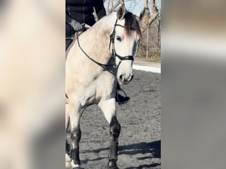 PRE Mix Gelding 5 years 16 hh Grey in Co&#xED;n, M&#xE1;laga