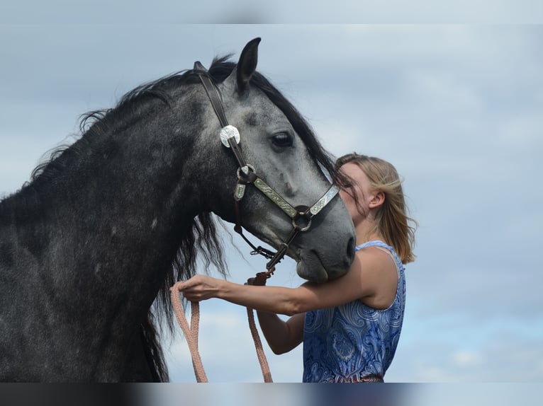 PRE Gelding 5 years 16 hh Grey in Grebenhain